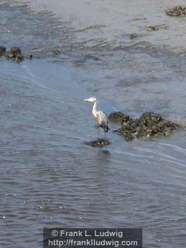 Heron